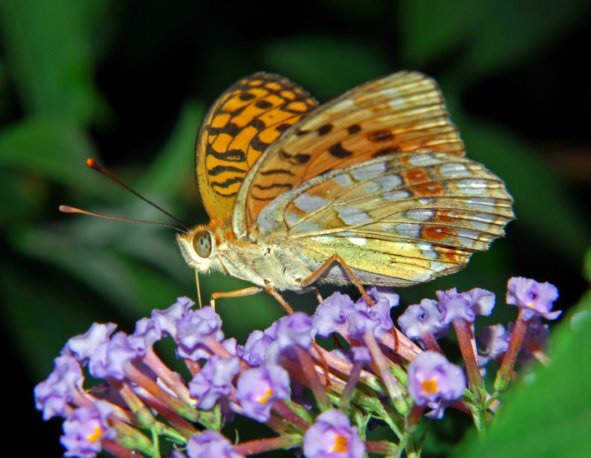 Argynnis (Fabriciana) adippe